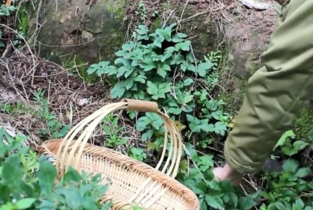 农村野男孩喂猪视频，真实生活的记录与时代观察的视角_全新精选解释落实