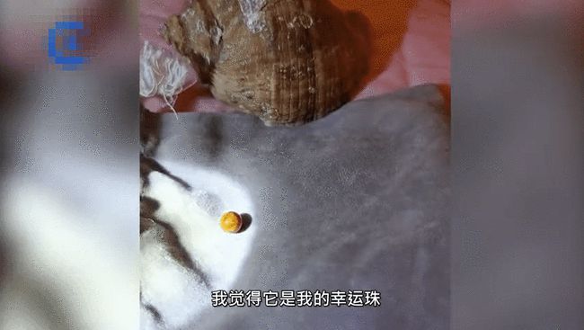 褐色海螺珠，神秘与价值的交织_解释落实