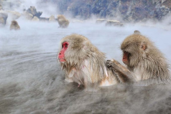 猴子雪天泡温泉，冬日里的别样风情