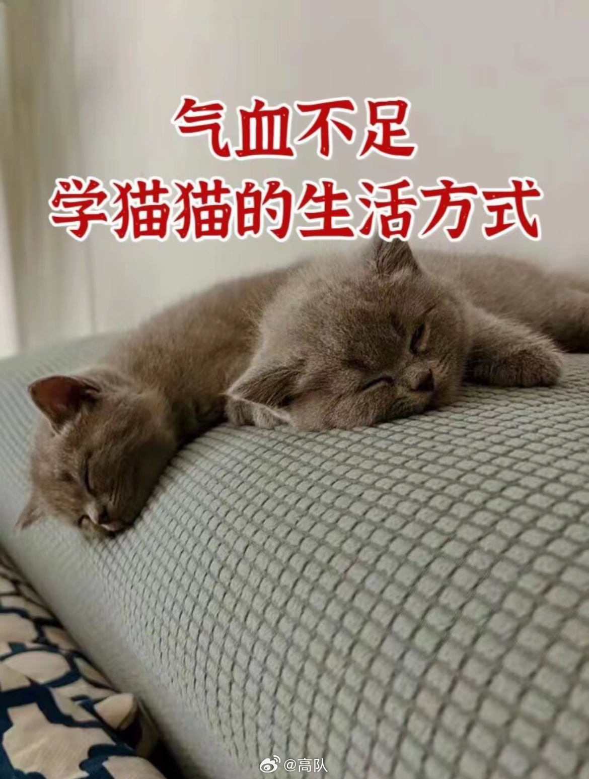 气血不足的人可以学学小猫，一种全新的养生之道