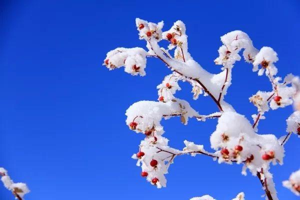 新疆雪后现大地之树，壮丽画卷展现自然之美