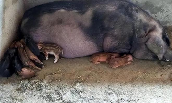 网红野猪产下小猪崽，游客争相投喂萌翻天！