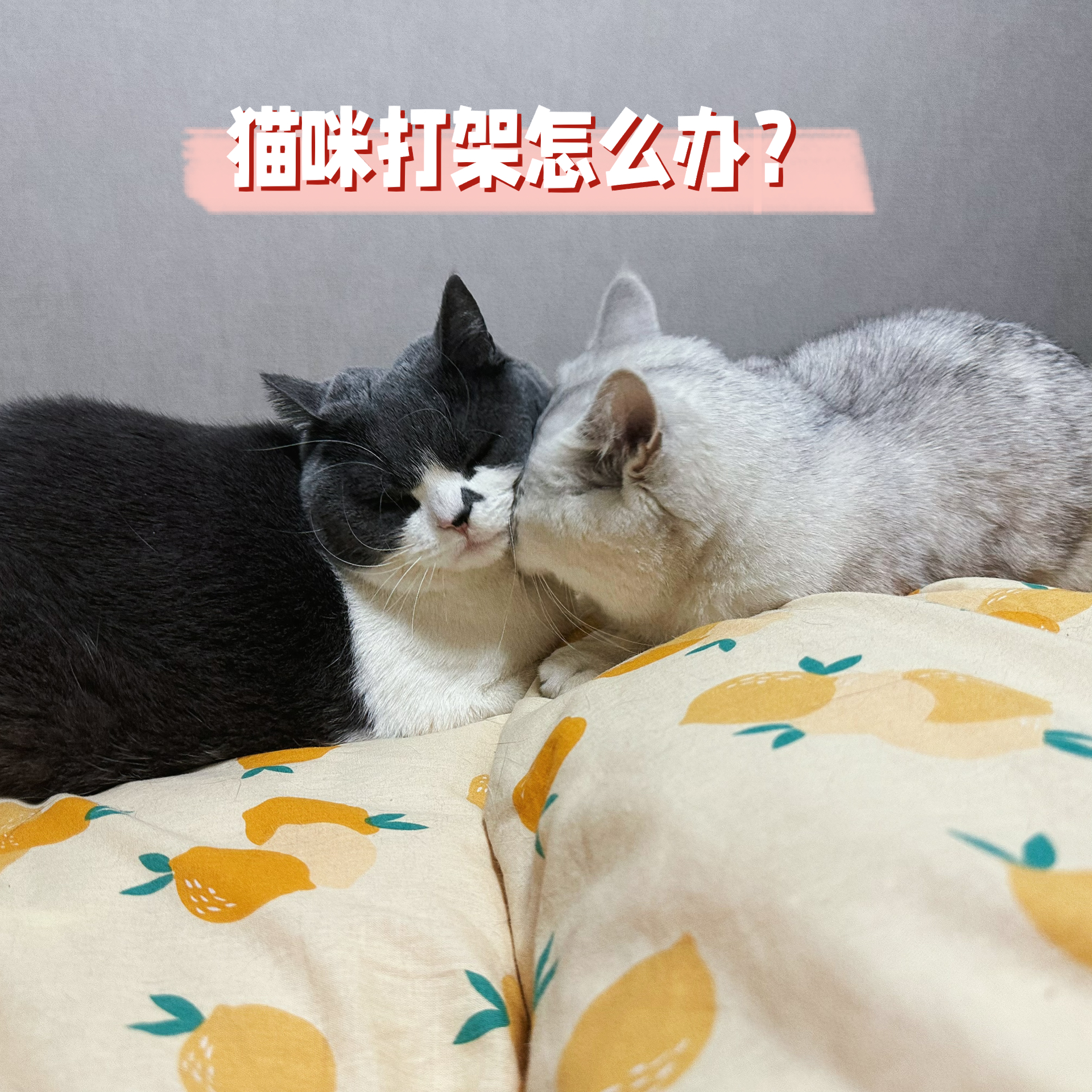 猫咪打架咋办