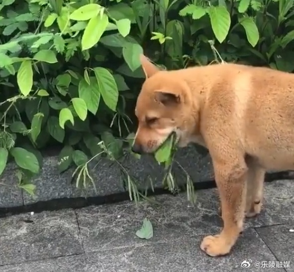 广州正式解禁土狗，重塑城市与宠物和谐关系的里程碑事件