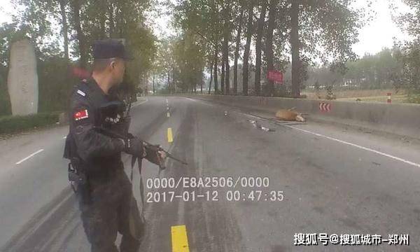 特警百米外精准出击，制服疯狂猛兽——疯牛控制事件深度解析