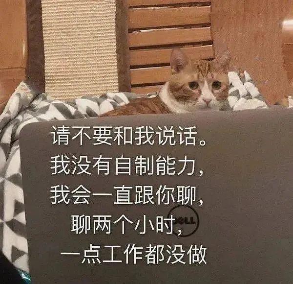 震惊！网红猩猩突发意外砸倒女游客！惊魂一刻揭秘事件真相，责任与反思并存！