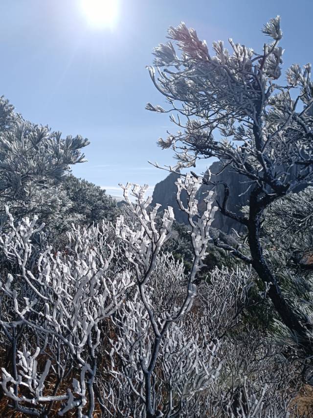 北京密云出现“树挂”美景