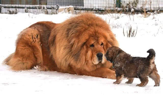 受伤雪豹曾被藏獒围攻致瘫痪？假的