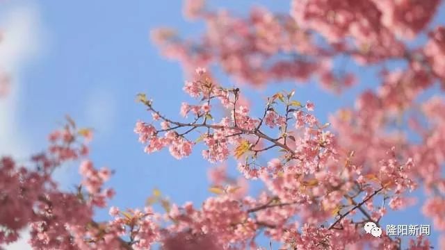 春花烂漫 花式解锁好春光